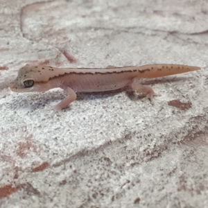 Australische Steingeckos Diplodactylus granariensis rex von DRAGONZOO.de Bild 3