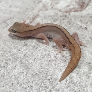 Australische Steingeckos Diplodactylus granariensis rex von DRAGONZOO.de Bild 6