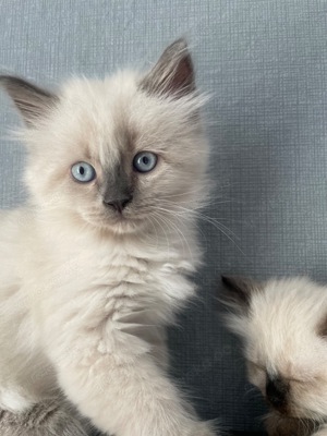 3 süssen Kätzchen, Katzenbabys, Kitten. Abgabebereit