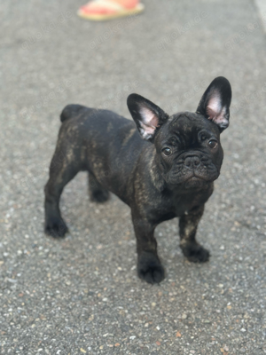 Französische Bulldogge