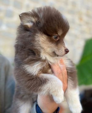 Pomskywelpen auf Wunsch mit Ahnentafel