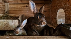 Hasenkaninchen rotbraun lohfarbig 