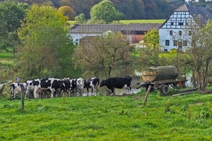 Bauernhaus -hof, alte Mühle, Forsthaus, o.ä. mit Weideland