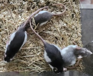 Ratten Farbratten Weibchen weiblich