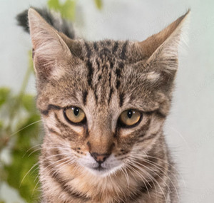 Gandhi, ein verschmustes Katerchen!