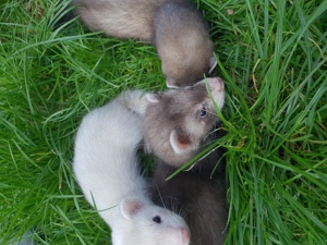 Frettchen Welpen 9 Wochen alt sonderfarben Frettchenwelpen Iltis Silver Harlekin Badger Panda Weiß