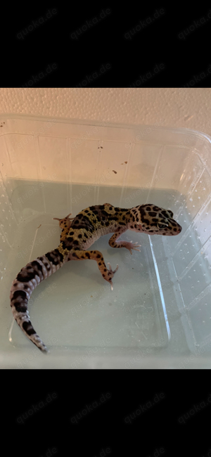 Leopardgecko