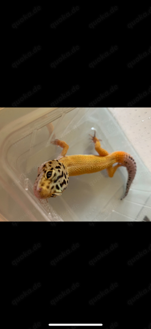 Leopardgecko