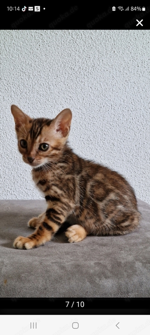 suche baby katze 