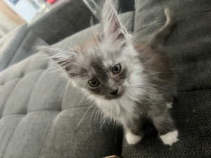 maine coon kitten