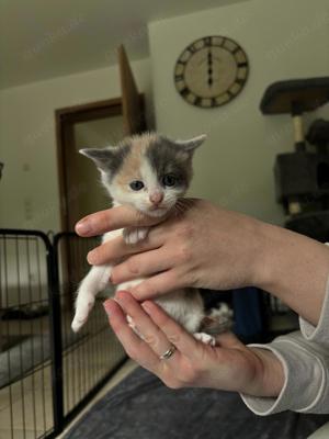 katzenbabys Kitten