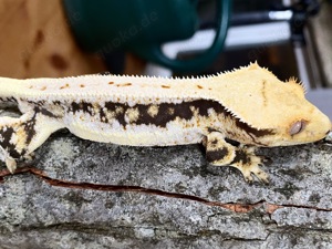 Correlophus ciliatus Kronengecko Crested gecko 1.0 Tricolor Lilly white 