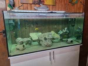 Aquarium  460 l zu verkaufen 