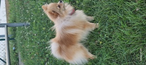 Zwergspitz pomeranian mini