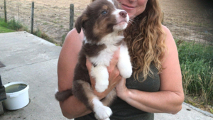 Labrador Bordercollie Welpen