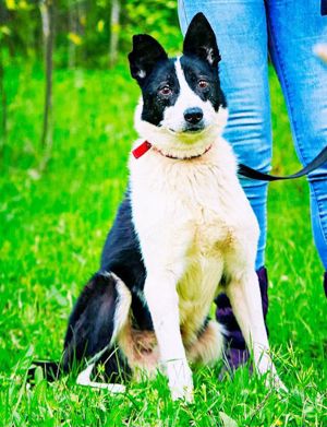 liebenswerter armer Hund Jaro sucht endlich ein tolles Zuhause