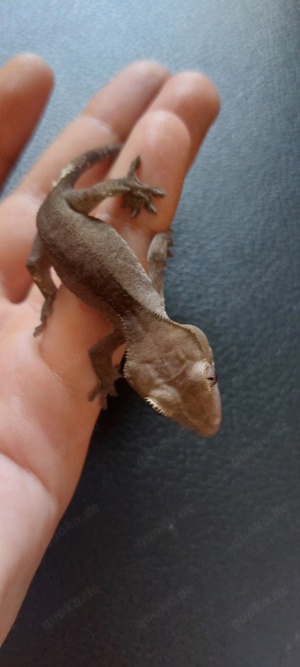 Crested gecko axanthic 0.1 kronengecko Weibchen 