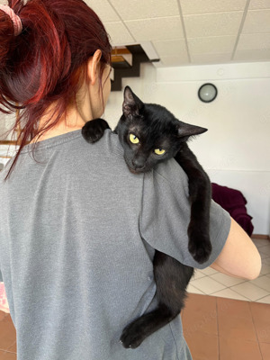 unglaublich liebevoller junger Kater Otto sucht ein tolles Zuhause