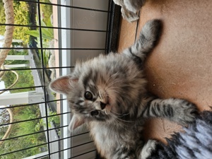 Maine Coon Kitten