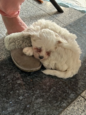 Malteser Hunde Rüder.