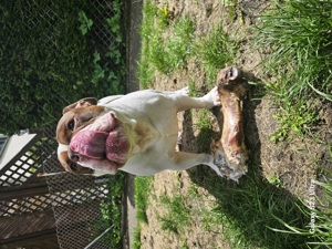 Olde English Bulldog Rüde Kastriert 