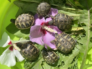 Griechische Landschildkröte 