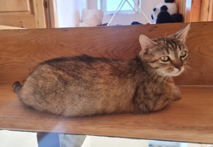 verschmuste junge Katze Anka sucht ein tolles Zuhause mit Artgenossen