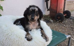 Kuscheliger Jesse sucht Körbchen