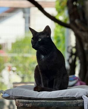 aktiver, lieber Kater Jasper sucht ein Zuhause mit Artgenossen