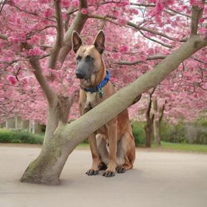 Malinois Deckrüde