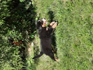 Reinrassige Berner Sennenhund Welpen 