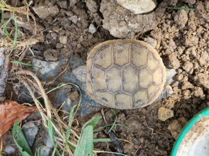 2 Baby Landschildkröten Testudo hermanni