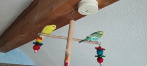 Wellensittich-Weibchen in gelb und Rainbow 