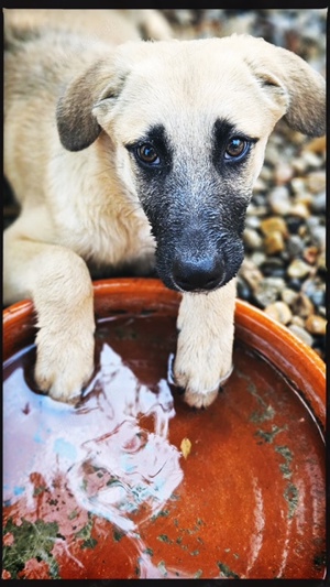 Hundebaby Dusty sucht ein Zuhause 