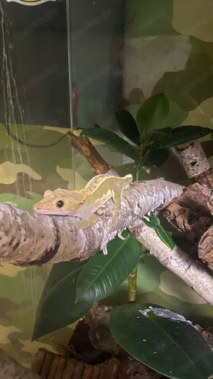 kronengecko männchen  Bild 2