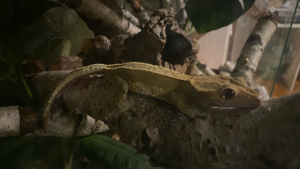 kronengecko männchen 