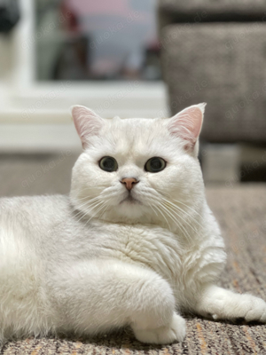 Deckkater BKH in silver shaded mit Stammbaum Kater Bild 2