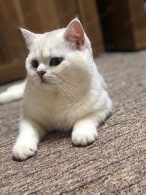 Deckkater BKH in silver shaded mit Stammbaum Kater Bild 6