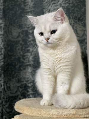 Deckkater BKH in silver shaded mit Stammbaum Kater Bild 3