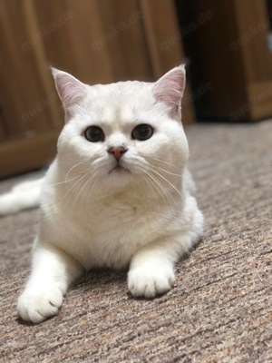 Deckkater BKH in silver shaded mit Stammbaum Kater Bild 5