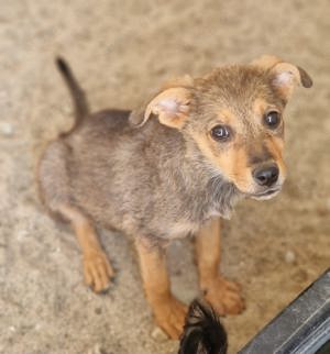 Tija, ein liebes Welpenmädchen sucht ein Zuhause