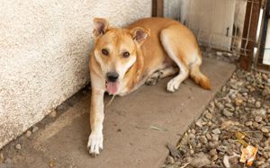 Herzenshund Diego sucht ein liebevolles Zuhause