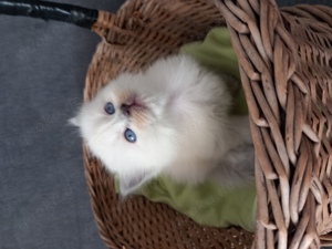 Ragdoll Kätzchen kitten 