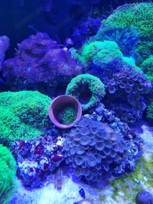 Meerwasser Korallen  Bild 2
