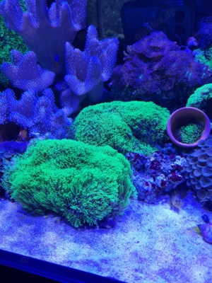 Meerwasser Korallen  Bild 3