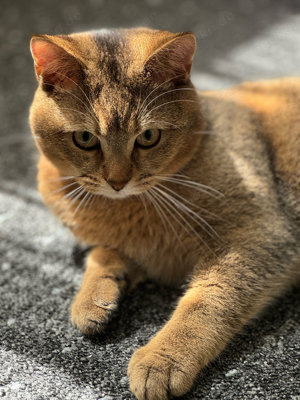 BKH Black Golden Shaded Deckkater