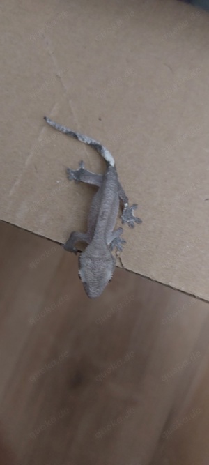 axanthic kronengecko 0.0.1 Bild 2