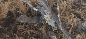 axanthic kronengecko 0.0.1 Bild 3