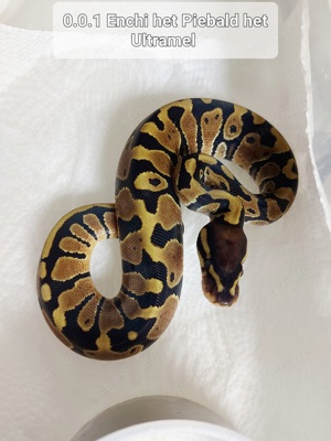 0.1 Enchi het.Piebald het.Ultramel Königspython 