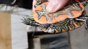 Chrysemys picta bellii Indianerzierschildkröten